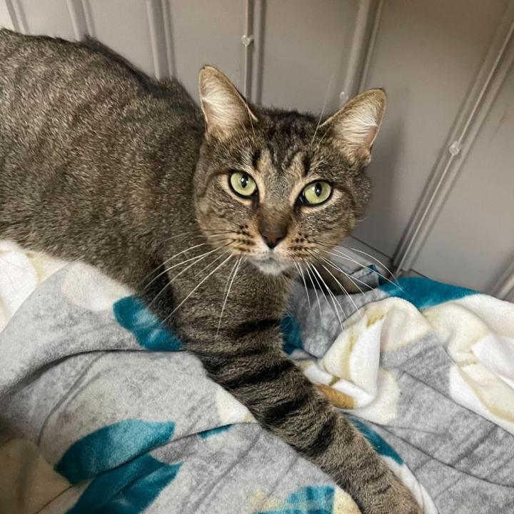 Spork is up for adoption at the Kent County Animal Shelter. (Courtesy)
