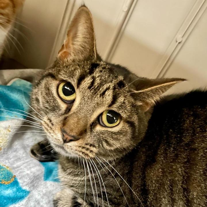 Spork is up for adoption at the Kent County Animal Shelter. (Courtesy)