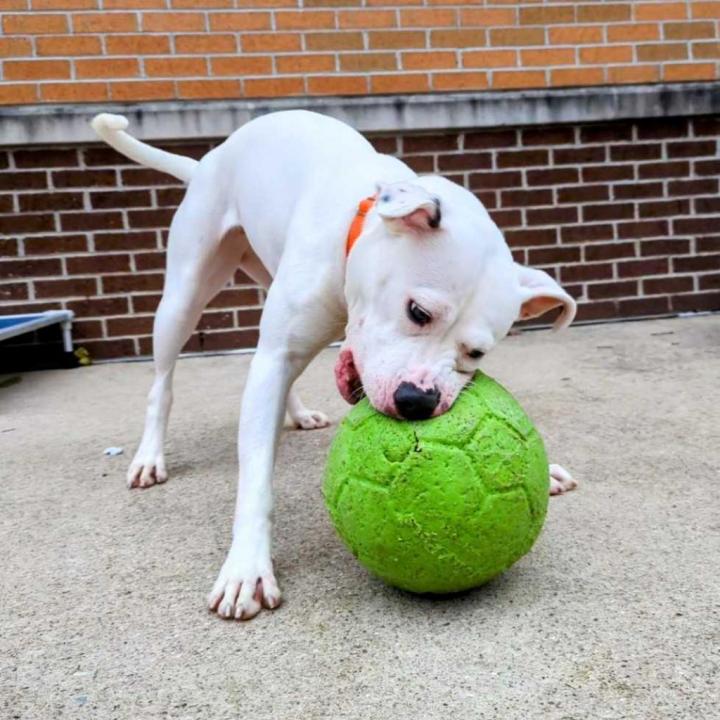 Pumpkin Spice is up for adoption at the Kent County Animal Shelter. (Courtesy)