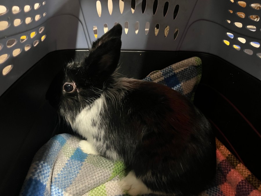 Snickerdoodle is up for adoption at the Kent County Animal Shelter. (Dec. 6, 2024)