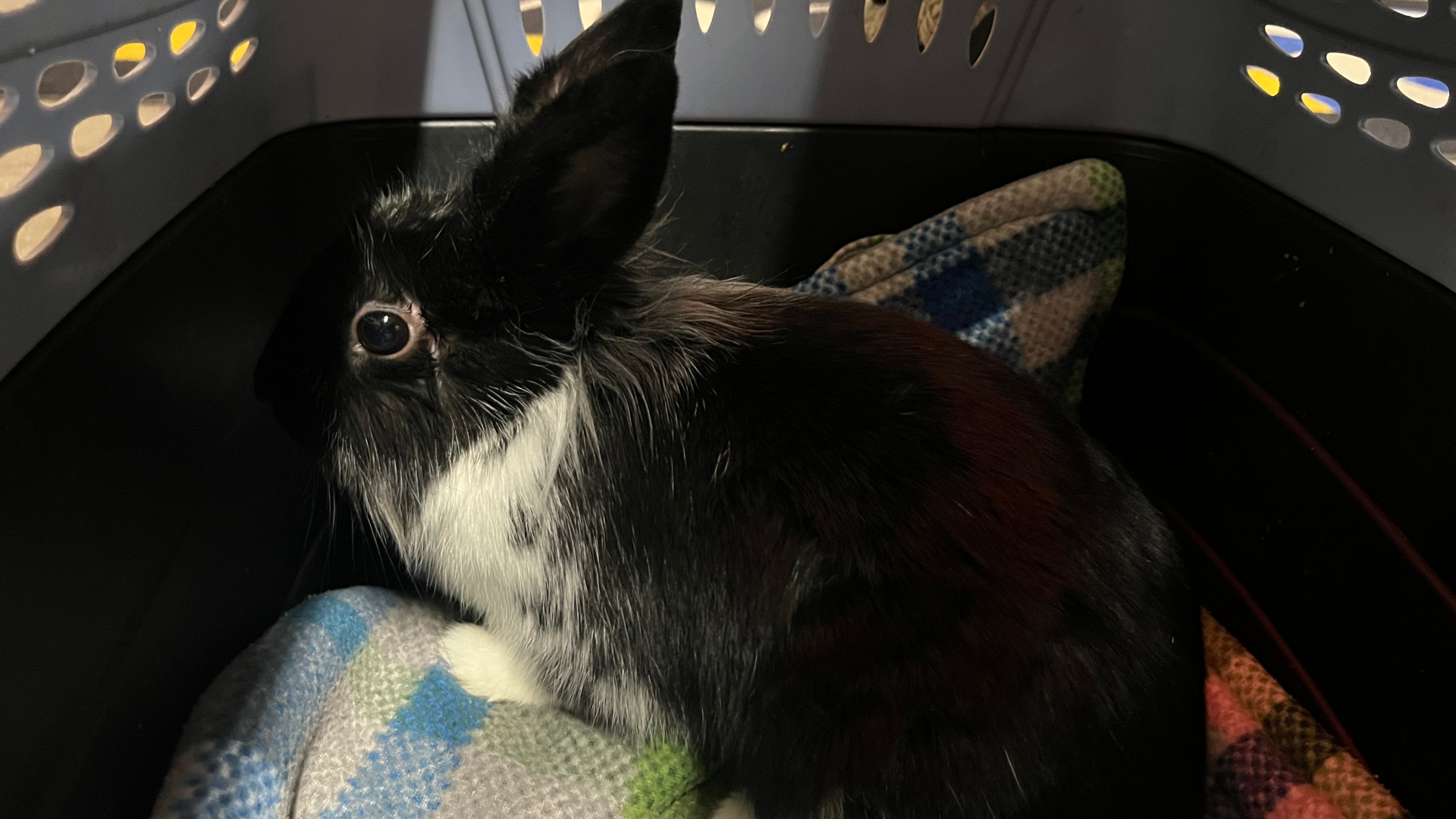 Snickerdoodle is up for adoption at the Kent County Animal Shelter. (Dec. 6, 2024)